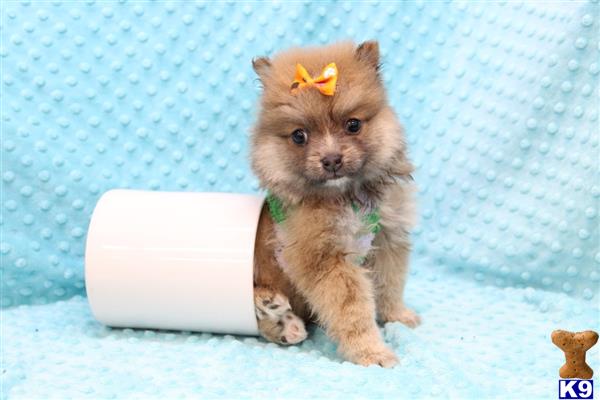 CMPuppyHeaven Picture 3
